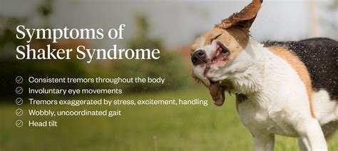 Shaker Syndrome in Dogs 